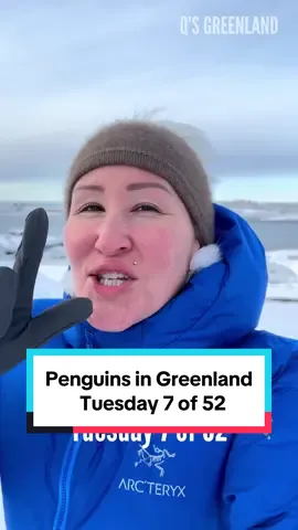 Two questions you cannot answer about Greenland.  Tuesday 7 of 52. Music: Outside, Musician: @iksonmusic #greenland #qsgreenland #allergy #genegic #milk #lactose #penguin #lactoseintolerant #extinct #auk #bird #inuit #hunting #isarukitsoq