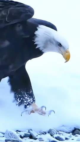 One of the most fantastic animals in nature is the Eagle. This bird stands out among others for its strength and great ability to catch its prey. .  She can see her prey from more than 1 kilometer away, and her strong, sharp claws are large and make her an excellent hunting bird. Nature is perfect and wonderful. #amazing #amazingvideo #world #beautiful #wonderful #Wonderful #animals #animais #eagle #eagles #aguia #bird #birds #passaros #passaro #sky #nature #naturelovers #natureza #Love 