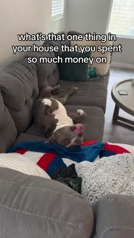 #americanbully #pitbull #househippo 