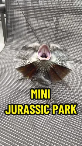 WELCOME TO MINI JURASSIC PARK🦖#frilleddragon #lizard #reptile #dinosaur #jurassicpark #fyp