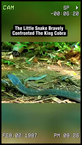 The little snake bravely confronted the king cobra. #wildanimals #animals #foryou 