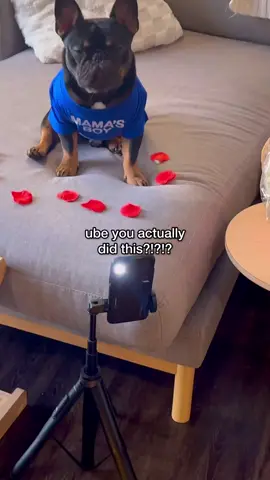 Ube you actually did this?!? 😭💝✨ #fyp #ValentinesDay #frenchie #frenchbulldog #cutedog #frenchies #frenchiesoftiktok #puppy #puppytiktok #dogsoftiktok #dog #puppydog #dogtok #pet #pets #PetsOfTikTok #dogs #cutedogs #funny #funnydog 