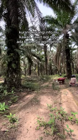 Sabar cuman beberapa bulan aja kok#petanisawit #lahansawit #pribadi #bosmuda 