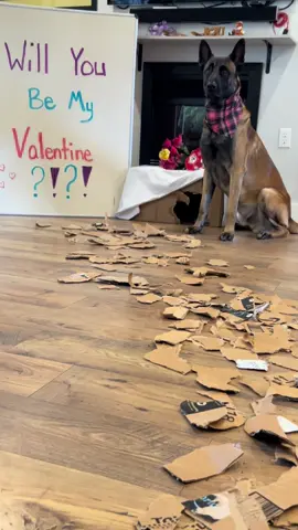 Dog Valentines Date #ValentinesDay #smartdog #doglife #belgianmalinois 