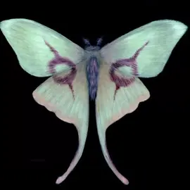 °•𖤍°•𖤍•°𖤍°• #moth #moths #aesthetic #pinterest #insect #fyp #foryoupage #viral #fyppage #viralvideo 