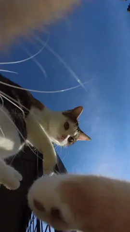 Covert Operations 🕶️🐈 #fyp #cat #meow 