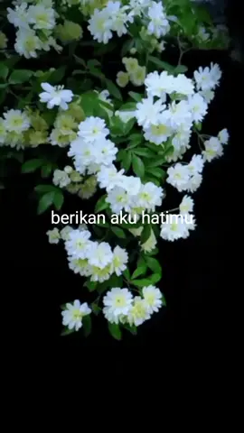 #song #liriklagu #lestikejora 