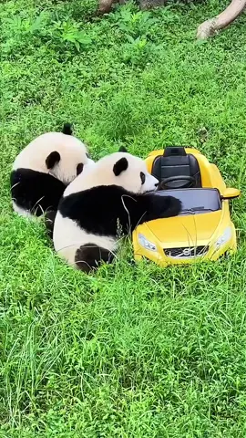 Let's drive, go  go  go😄                    #cuteanimalvideos #funnymoments #pandavideos #funnyvideos #giantpanda #chinapanda #foryou #viral #tiktok #cute #Love #interesting #funnymoments 