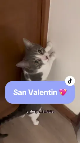 Comparte con una Karen 💖 #sanvalentin2024 #diadelamor #amordegato 