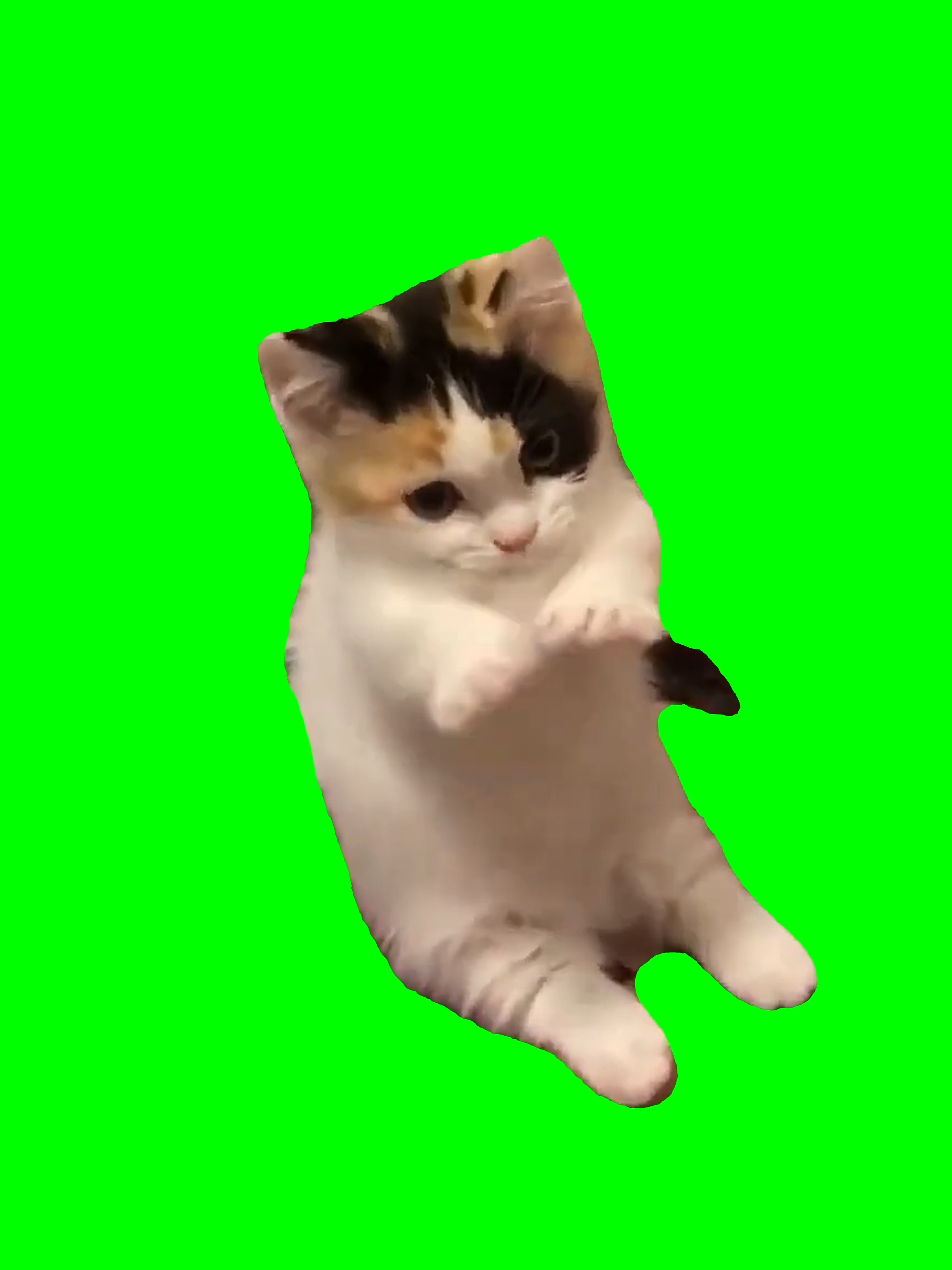 Kitty cute meme green screen free download #cameramanai #greenvideo #greenvideoscreen