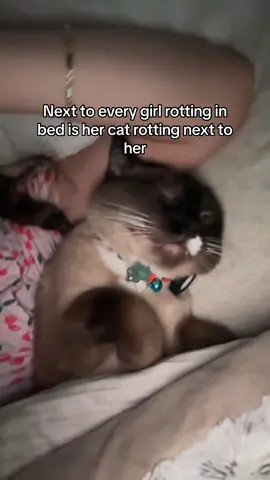 Loves to cuddle #siamese #catsoftiktok #fyp #sleep #cuddle 