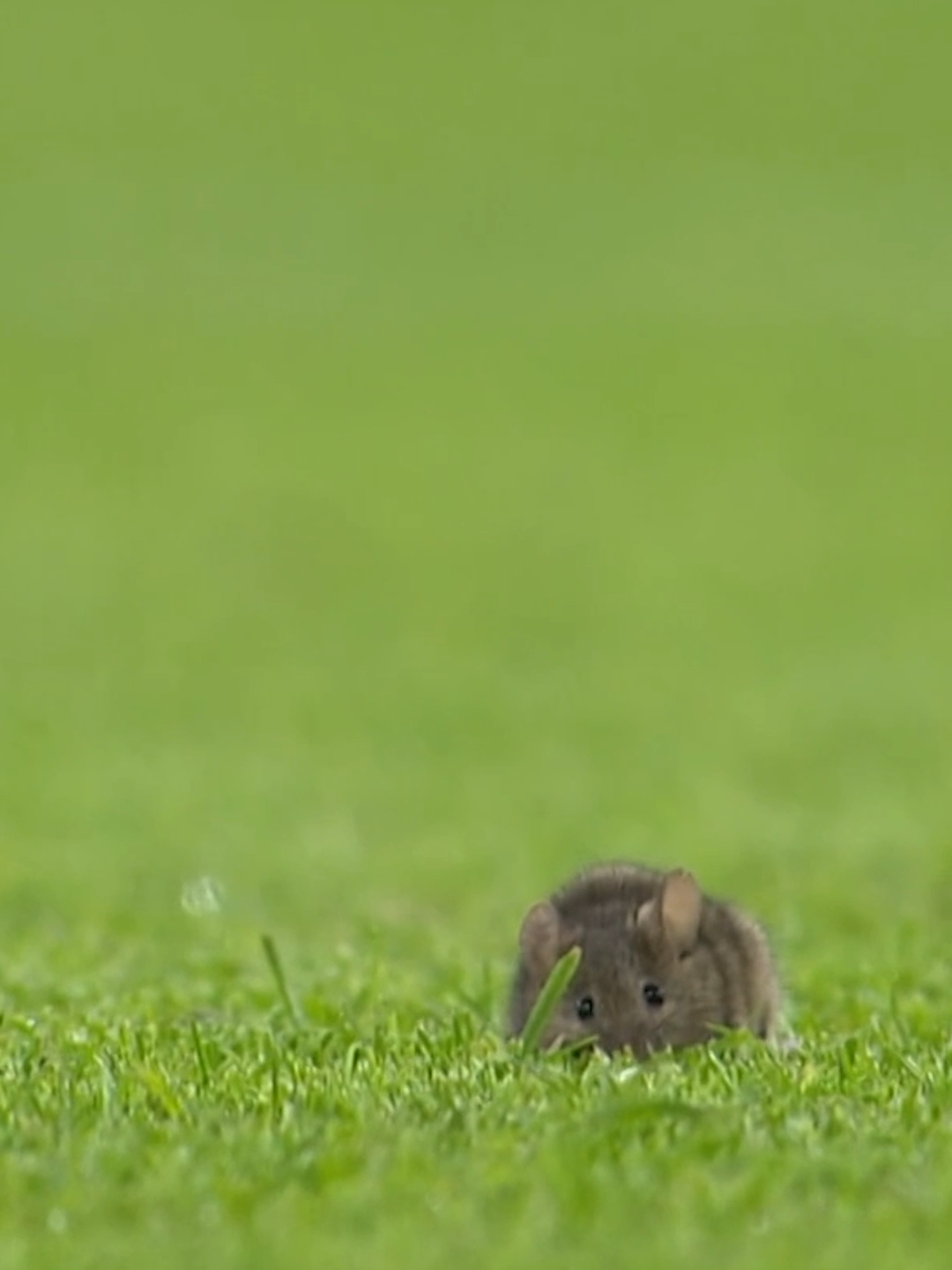 Hoy, en cosas que nunca esperabas ver... Fran Guillén, Nacho González y David Fer narrando la actuación de un ratón en el Etihad Stadium 🐁🐭 #FeverPitchLive #deportesentiktok #tiktokfootballacademy #futbol #EtihadStadium #ManCity #ManchesterCity #tiktoksports #tiktokdeportes