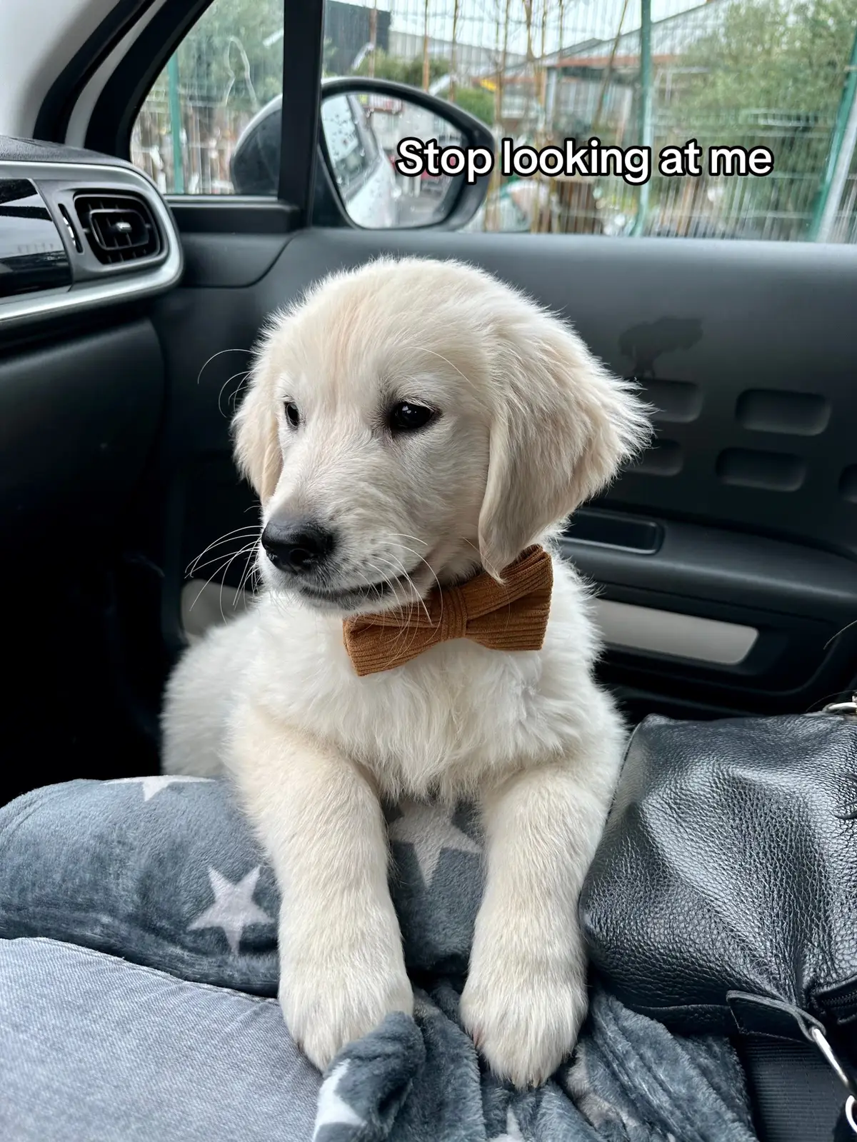 #fyp #foryou #foryoupage #pourtoi #viral #tiktok #golden #goldenretriever #dog #dogsoftiktok #puppy #puppylove #bestfriend #Love 