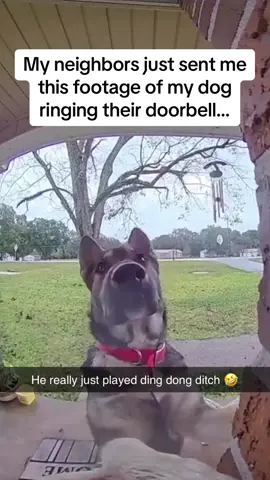 Why can’t I have visits from the neighborhood dogs?? 😭 #Pubity (Brittaineay Walley via @ViralHog)