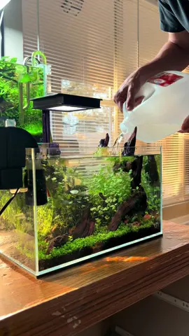 Relaxing maintenance on the shrimp tank #aquascape #aquarium #plantedtank #plantedaquarium #tiktok #fyp #plants #fishtank #aquariumhobby #fypシ #foryou #maintenance #aquariumfish #fishtok #oddlysatisfying #shrimp 