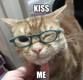 #АККИ & #AKKI || #песня #щитпостингмоевсе #hs #fyp #любимый #dream #shitposting #shitpost #virial #shittttt #maybe #общение #мью #переписка #котик #кот #котики #kiss #kissme 