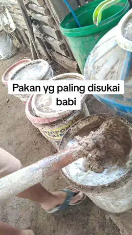 Pakan yang paling disukai babi #pakanbabi #pakanternak #indomor 