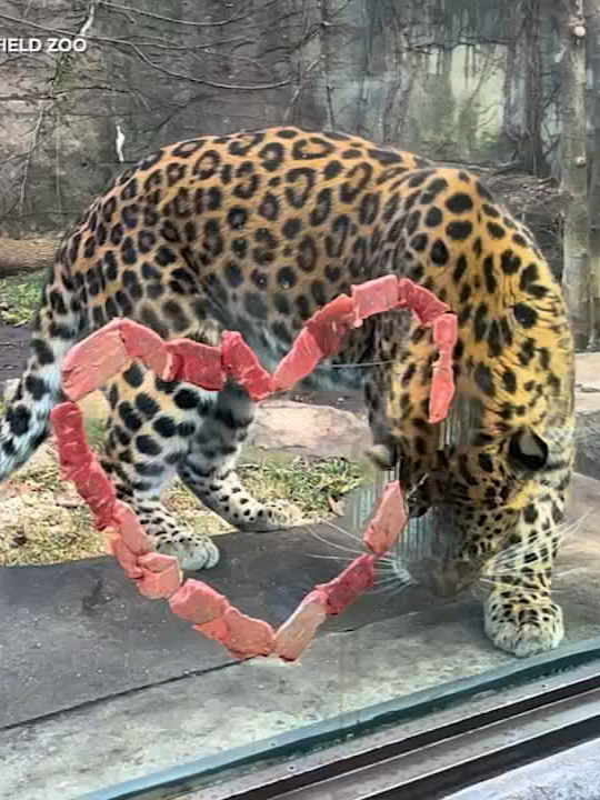 Animals at the Brookfield Zoo celebrated Valentine's Day with some special treats Wednesday. #news #fyp