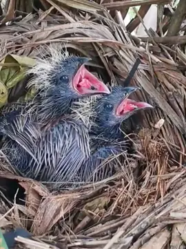 Coucal eats lizards. #Birds #Coucal #nest #wildlife #nature #FYP #FantasticBeastsln 
