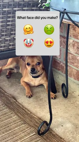 #fyp #cutedog #petlover #dogsoftiktok #tiktok #foryou #dog 
