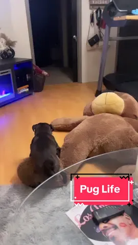 Somebody is having a good Valentines Day smdh 😩🤣 #ValentinesDay #Valentine #Dog #DogsOfTikTok #FurBaby #LOL #Funny #Pug 