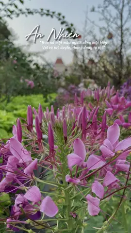 Hoa đúng ngày sẽ nở rồi đúng hôm lại tàn. Đời không cần rực rỡ, chỉ cần được bình an…  #CapCut #captioncuocsong #tet2024 #suongdt #xuhuong #maucapcut #hoadungngayhoaseno #binhan #annhien 