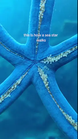 If you've ever wondered how sea stars move. . . watch this! #echinoderm #seastar #starfish #tubefeet #fyp #fishtok #marinebiology #seacreatures 