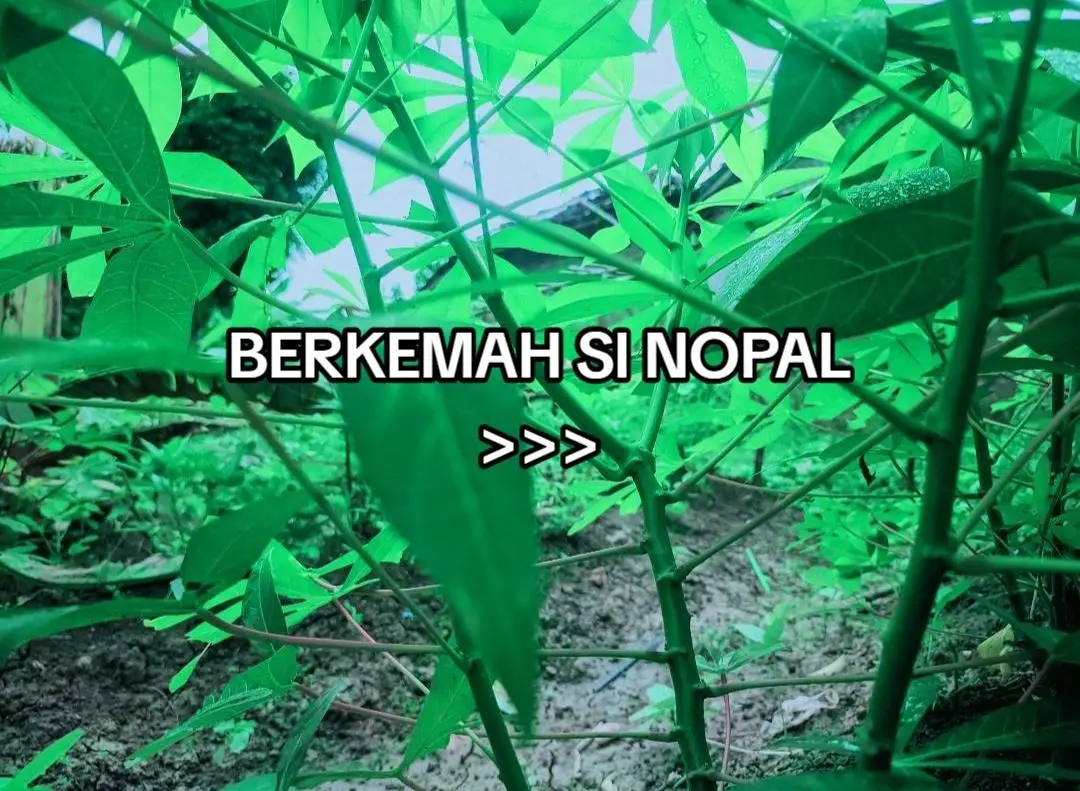 berkemah