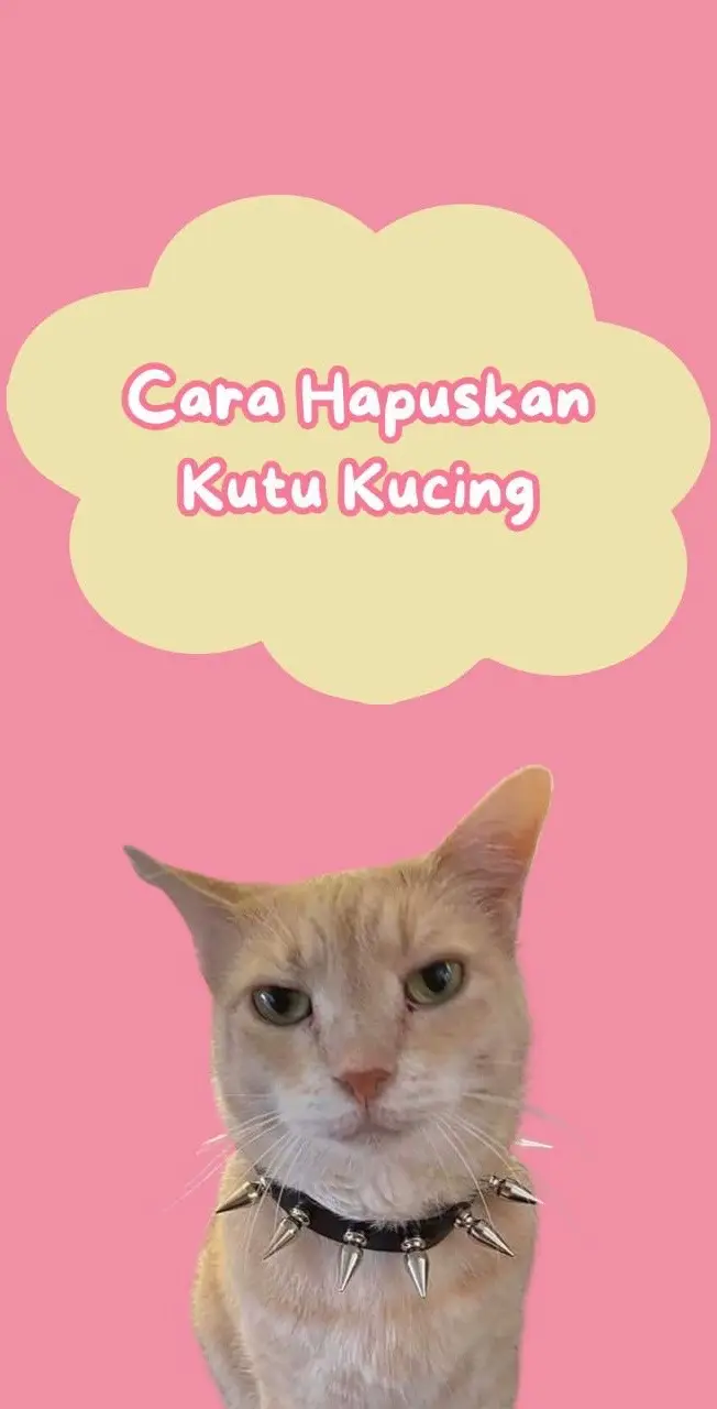 #catsnanny #cathotel #cathotelkelantan #hotelkucingkelantan #fypシ #fyp #faktakucing #tipskucing #hotelkucing 