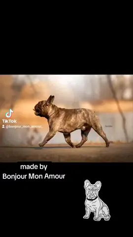 sylwetka buldoga francuskiego 😊 #buldogfrancuski #sylwetka #ruch #wiedza #nauka #zkwp #bonjourmonamourfci #frenchbulldog #dlaciebie #viral 