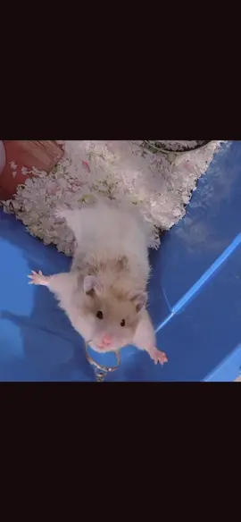 ハムを釣っちゃった😁 #ハムスター #ハムスターのいる生活 #hamster #hamstersoftiktok #funnyvideos #可愛いペット #cuteanimals #fyp 