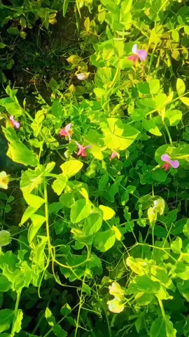 #pindawale #jaith pur.okara#unfreezemyacount #inshallahviral #viralvideo #inshallahviral 