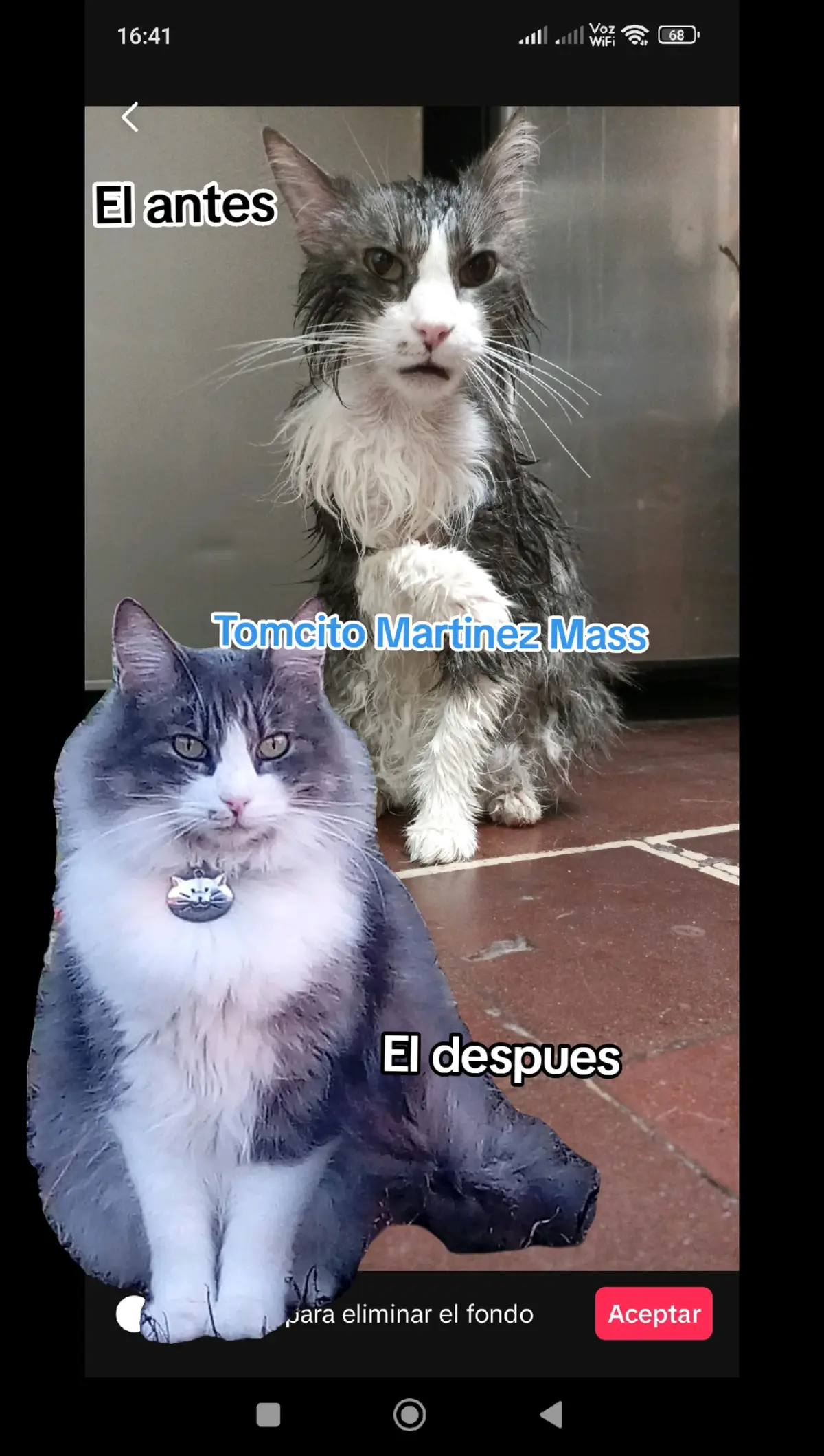 El increíble cambio🤣😂😂🤣😂🤣😂🤣#humorgatuno💕 #gatitosvirales #michitoshermosos😻😻😻😻 #gatitosdentrodelhogqr #mascotasindoor #adoptanocompres #michitoshermosos😻😻😻😻 #mascotitasrescatadas🇨🇱♥️🇵🇪🙏😍🐱 #mimascotamifamilia🐶 