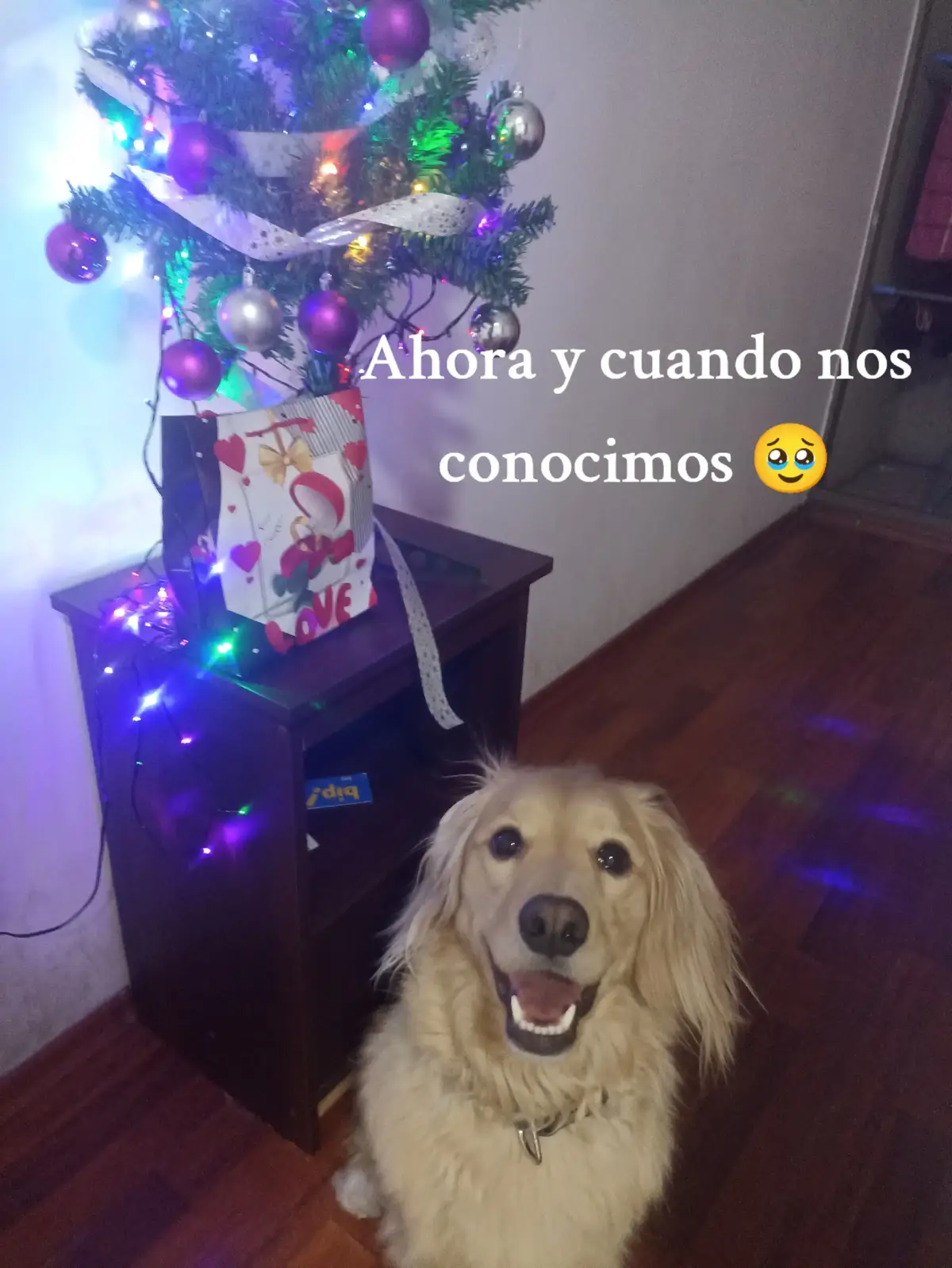 #doglover #dogsoftiktok #amorperruno #teamoperrihijo❤️🐶 #amorperrunoinfinito🐕❤ #perrostiktok #perritostiktokers #perrostiktokers #foryoupage #perrunos #mestizo #perritoschile🐶🥨❤️ 