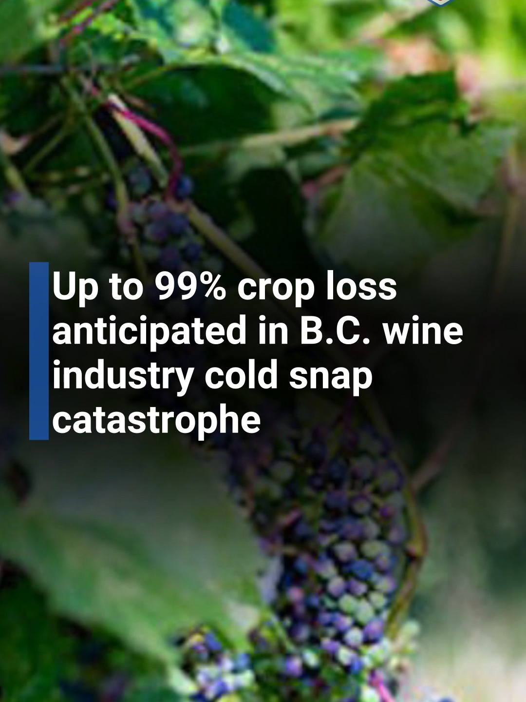 Up to 99% crop loss anticipated in B.C. wine industry cold snap catastrophe #wineries  #wineindustry  #bcwine  #wineindustry  #grapewine