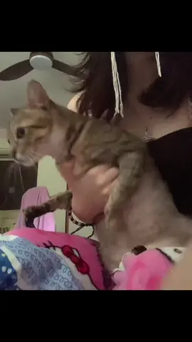 #07 #cat 