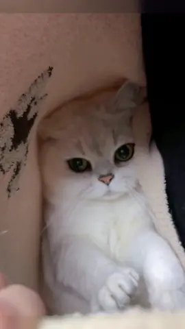Kitten hiding under clothes🤣#pet #fyp #cat #funnyvideos #cutecat #catsoftiktok  sooo cute😋