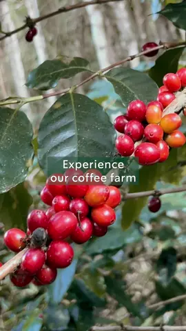 กว่าจะมาเป็นกาแฟสตาร์บัคส์ที่เสิร์ฟถึงมือทุกๆ คน มีที่มายังไง? ร่วมเดินทางและชมบรรยากาศของ Muan Jai Origin Trip ไปพร้อมกันเลย! :) #StarbucksTH 