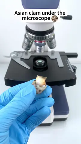 Would you dare to eat Asian conch magnified 400 times?#microscope 
