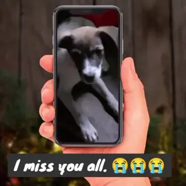 Insert sa dalawang puppies na anak ng aso kong si Brianna (wala sa vid), insert sa matapang at mabait na aso na si Halkie at insert rin si Coco at Choco na namatay rin. Sa mga nasa video, Chorong malambing sa amo pero matapang, si Tanggol na sobrang lambing at bait sa amo at kay Bridget na masungit na aso pero sobrang lambing sa amo. Paalam mga doggies ko. Sobrang namimiss ko kayo. Buhay pa sana kayo kung di nilason ng di kilalang kapitbahay😭😭😭🥹🥹😢😢😢😪😪😪. #doglover  #sadstory  #missingyouuso