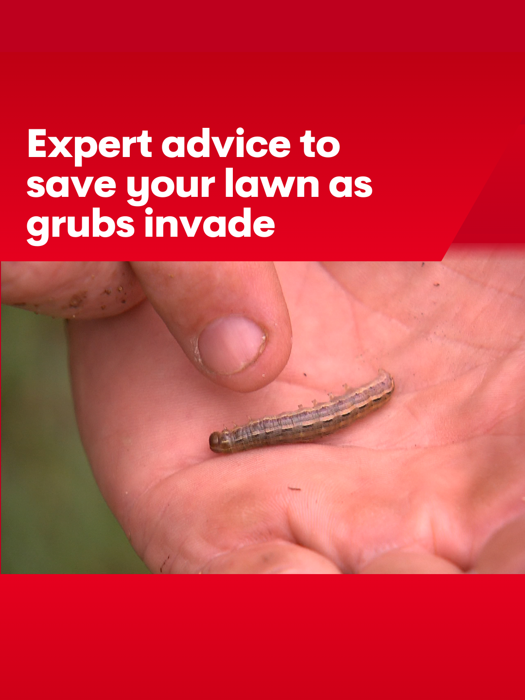 Expert advice to save your lawn as grubs invade #7NEWS