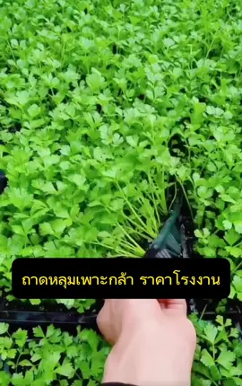 #ถาดเพาะต้นกล้า #อุปกรณ์การเกษตร #ปลูกผักกินเอง 