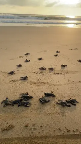 Penyuuuu unyu-unyu 🐢✨ #ujunggenteng #ujunggentengsukabumi #ujunggentengsukabumijawabarat #sunset #pasirputih #pasirputihujunggenteng #happy #birthday #konservasipenyu #sukabumi #pantaiselatan #laut #penangkaranpenyu #penangkaranpenyuujunggenteng #penginapanujunggenteng #beach #treckpantaiujunggenteng #jampang #geoparkciletuh #penyu #ciletuhgeopark #sukabumiujunggenteng #fyp #fypシ #fypシ゚viral #fyppppppppppppppppppppppp #ulangtahun #sunsetujunggenteng 