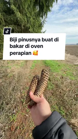Masih banyak banget biji pinus yang belum di kumpulin, btw Biji pinusnya ini buat di bakar di oven perapian ya bukan di oven untuk di makan teman-teman 🥰  #bijipinus #ngumpulinbijipinus #belakangrumah #halamanrumah #desadijerman #kehidupandidesa #tinggaldijerman #lifeingermany #livingabroad #tiktokindonesia #tiktokindo #tiktokvideo #adayinmylife #kehidupandijerman #indonesia #jerman #indonesianingermany #foryou #fyp #tiktokbaru #aleyamax
