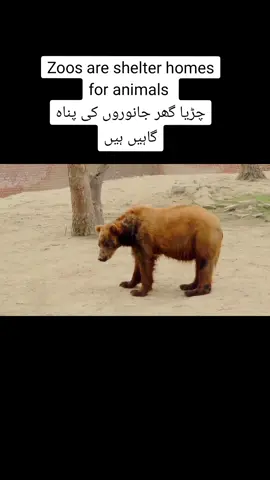 Zoos are shelter homes for animals  چڑیا گھر #zoo #animals #bear #wild #shelter #saving #blind #nature #blackbear #brownbear #viral #foryou #foryoupage #tiktok #animallover #pakistan 