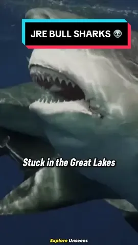 Joe Rogan & Forrest Galante / Bull Sharks Stuck In The Great Lakes 👽 #joerogan #shark #shorts #viral #kammiechristo 