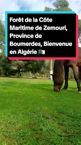 #tiktok #foret #zemmouri #زموري_البحري_ولاية_بومرداس💗🙋 #زموري #غابةزموري#جزائري_وافتخر #tikttoklongs #france🇫🇷 #algeria #advanture #cheval #خيول_عربية_اصيلة #الشعب_الصيني_ماله_حل😂😂 @FouadTour @FouadTour @FouadTour 