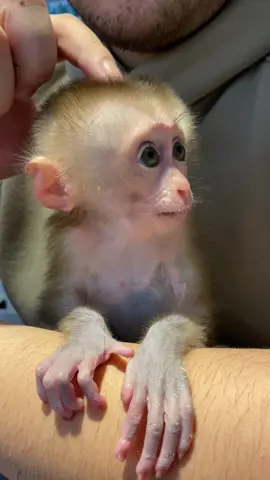 Hello everyone , monkey baby so cute ❤️🙉🙉🙉🙉🙉❤️❤️❤️❤️❤️#monkeydluffy #monkey #uk #monkeybaby #unitedkingdom 