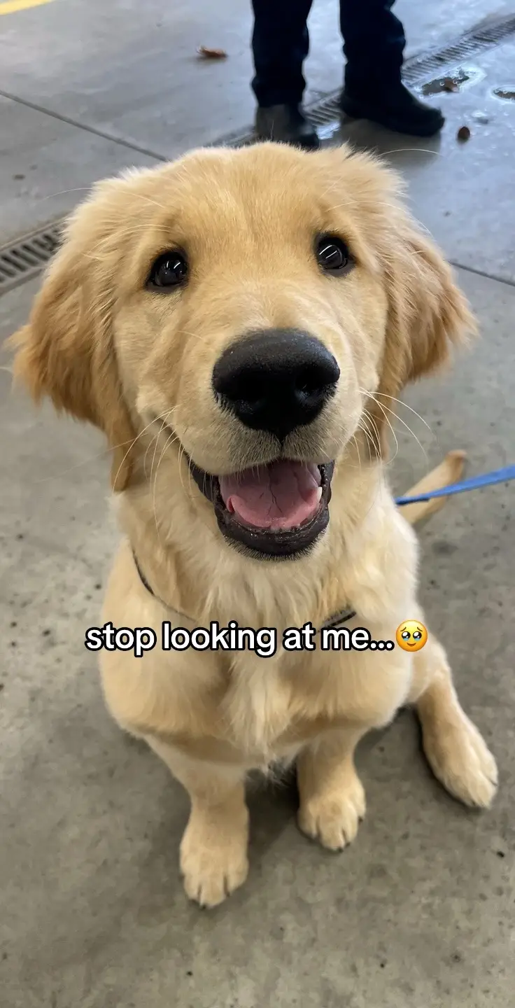 #dogsoftiktok #goldenretrieverpuppy #goldenretriever #puppy 