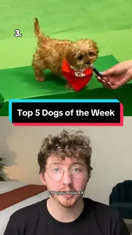 Top 5 Dogs of the Week! #weratedogs 